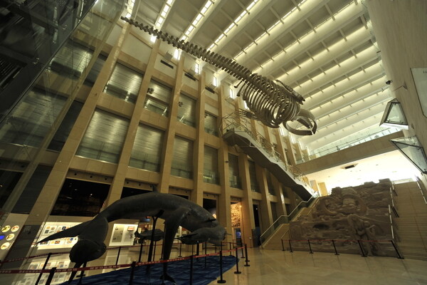 国家动物博物馆内的鲸鱼标本图片