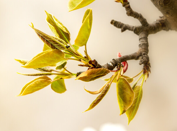 梨樹嫩芽圖片