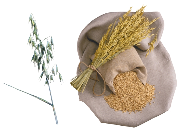 米農(nóng)業(yè)糧食圖片