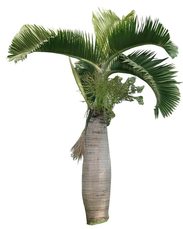 植物素材
