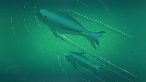 治愈系深海遇鲸清澈见底的水面九月你好海报
