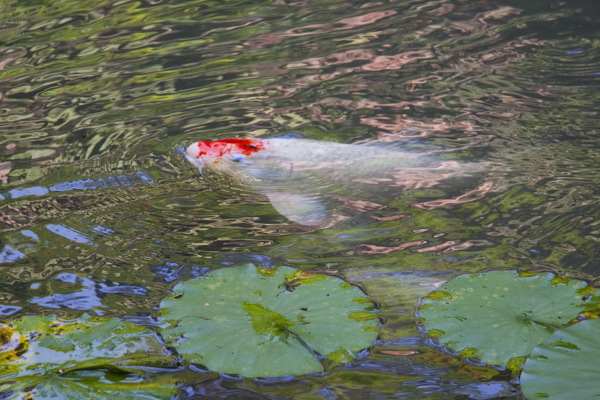 公园池塘里锦鲤图片