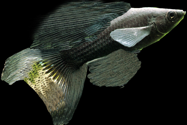 動(dòng)物魚類3d模型動(dòng)植物模型免費(fèi)下載魚類3d素材40
