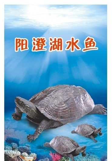 水魚(yú)海底陽(yáng)澄湖水魚(yú)