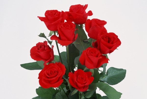 玫瑰花