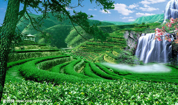 茶園圖片