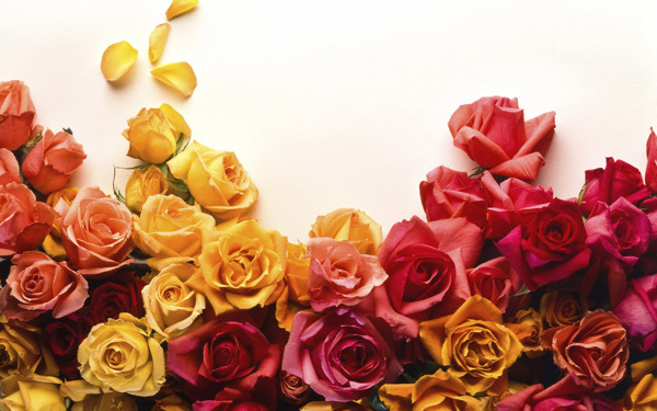 玫瑰花彩色花朵浪漫