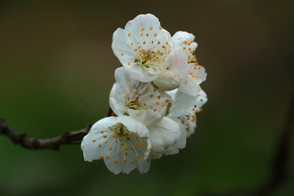 櫻桃花圖片
