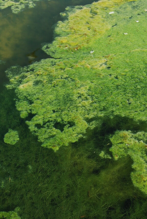 绿色藻类沼泽
