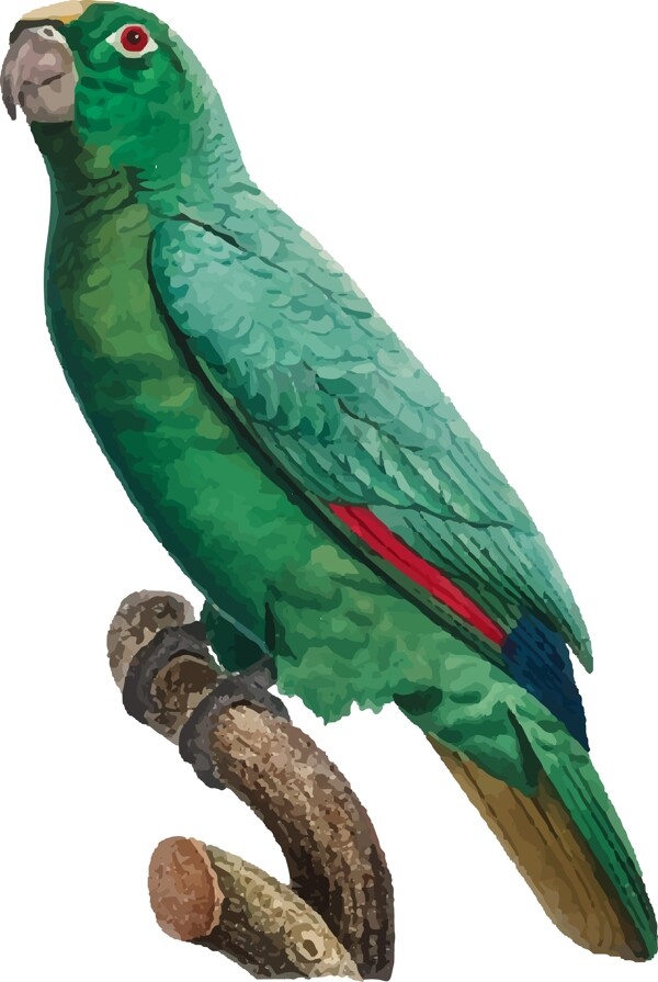 鸟类鹦鹉手绘矢量彩色绿色元素