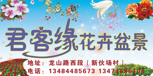 君客緣花卉盆景圖片