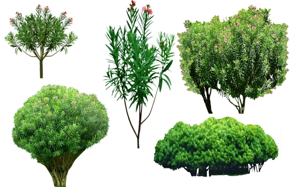 夹竹桃园林景观植物素材图片