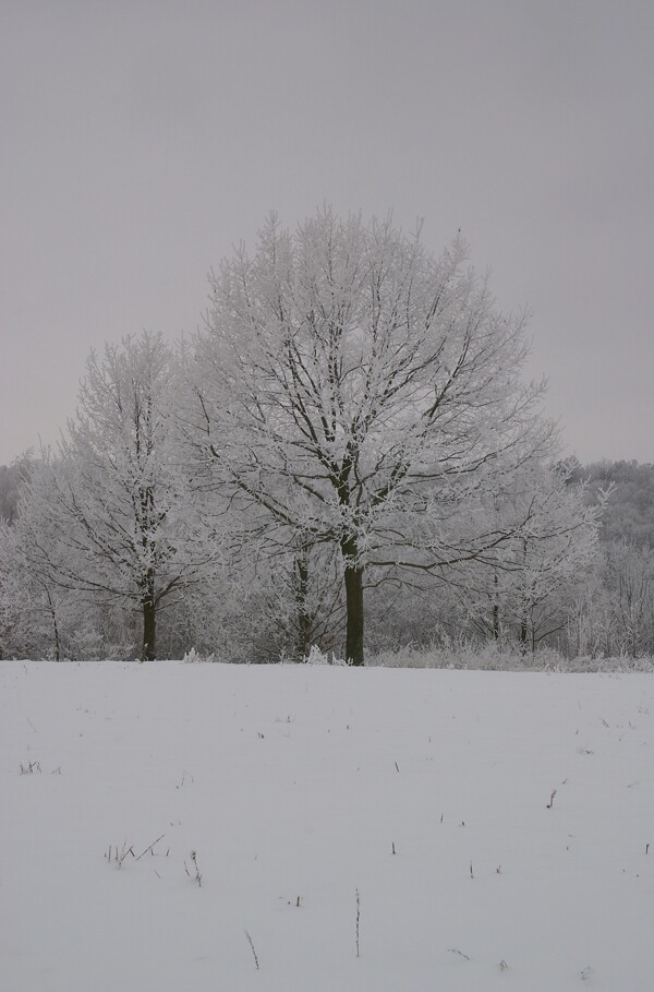 冬天美丽雪景图片