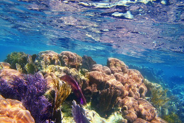 水下的珊瑚和植物图片