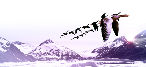 雪山飛鳥banner背景