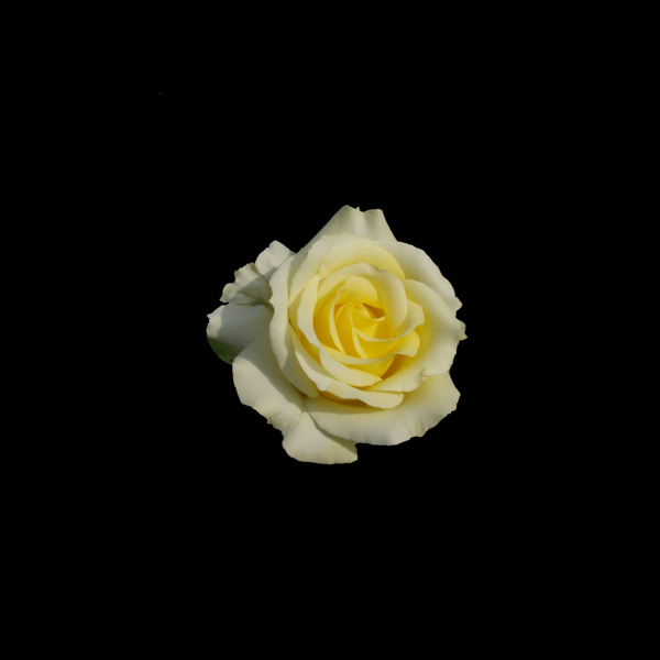 非矢量写实花卉植物花朵玫瑰花免费素材