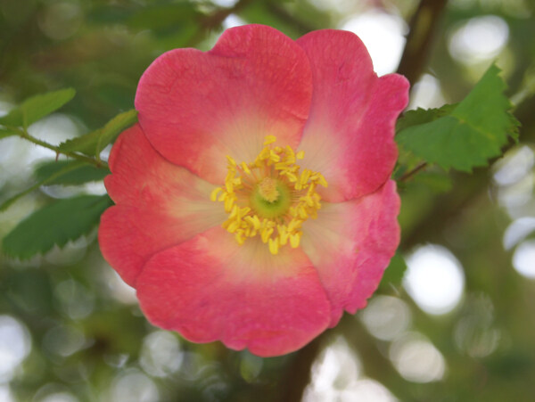 位圖植物攝影寫(xiě)實(shí)花卉花朵數(shù)碼照片免費(fèi)素材