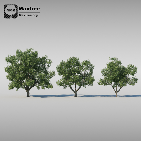 茂盛杨树3d渲染模型