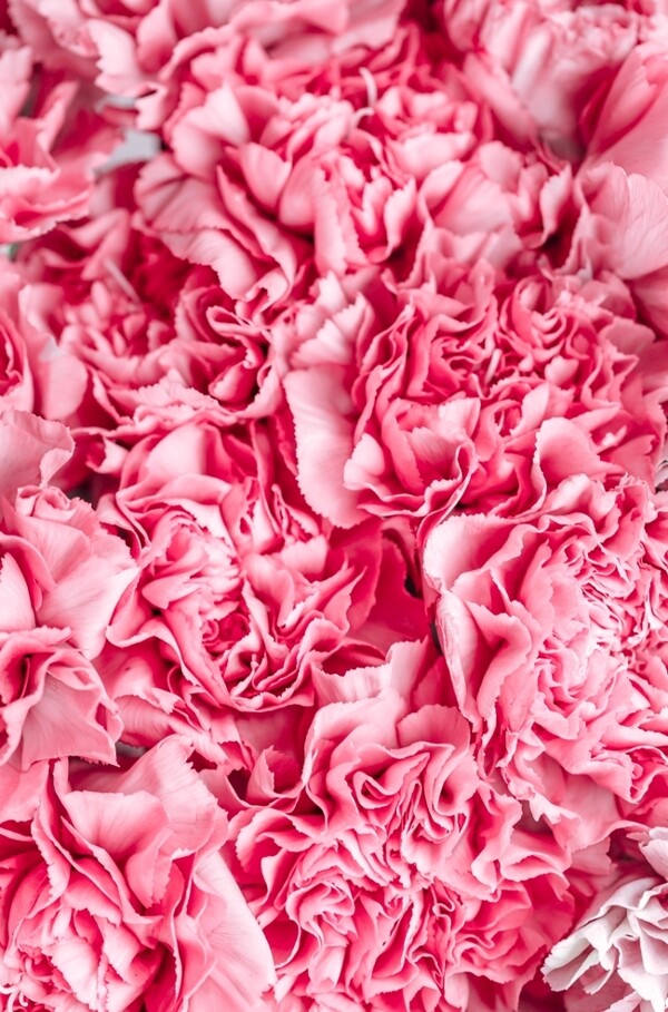 玫瑰花瓣底纹图片