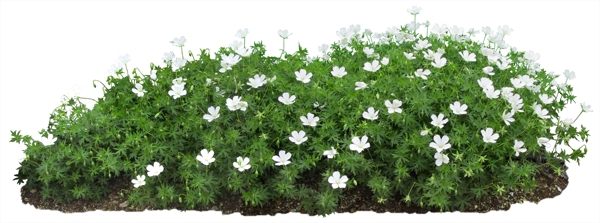 植物樹圖片