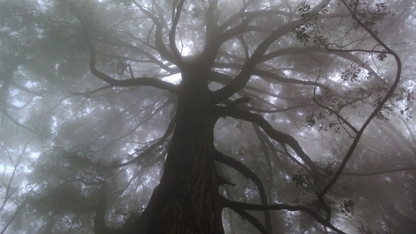 迷雾森林大树图片