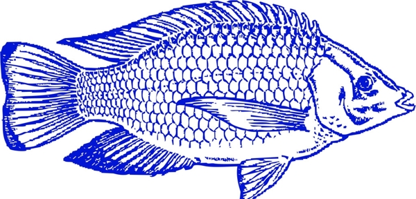 魚羅非魚羅非魚