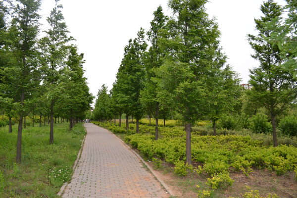 樹林