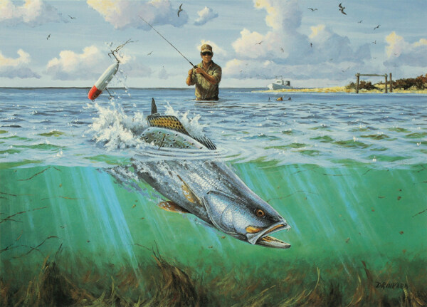 大海鯊魚(yú)圖片