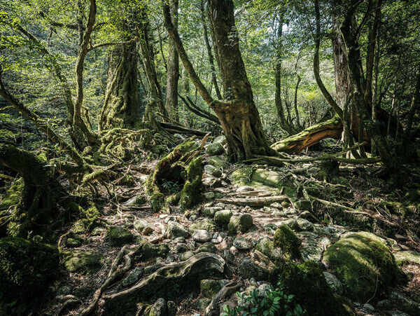 苔藓森林树木树树林
