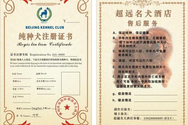 純種犬證書