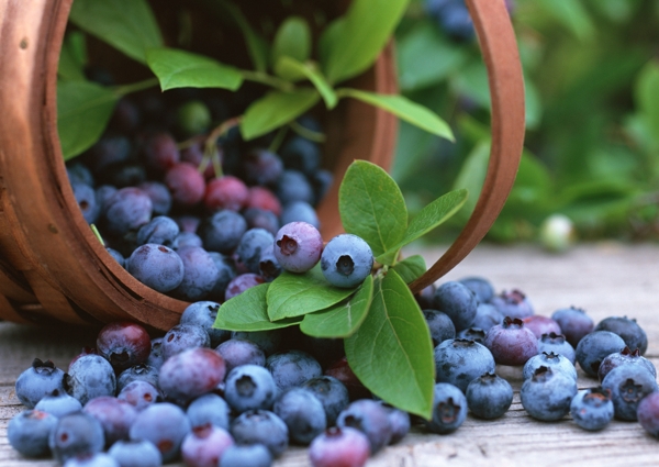 蓝莓采摘园新鲜蓝莓