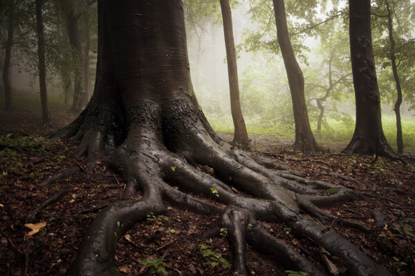 树林里的树根