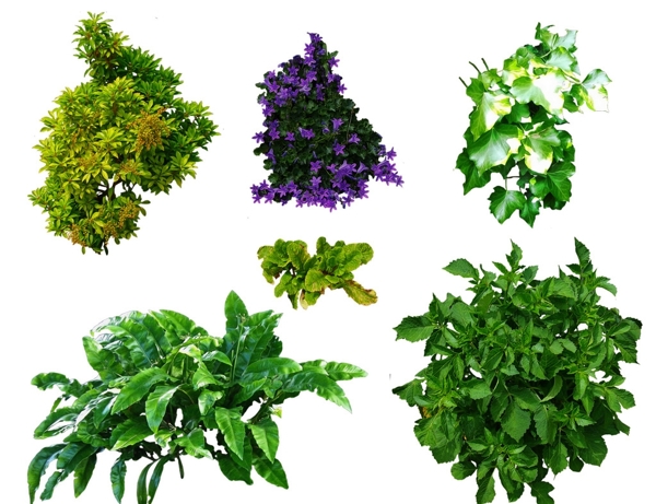 綠色植物圖片