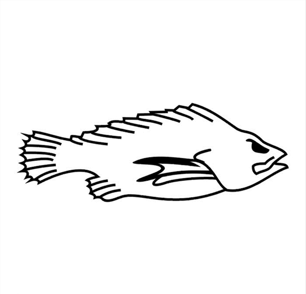 鱼素材矢量图图片