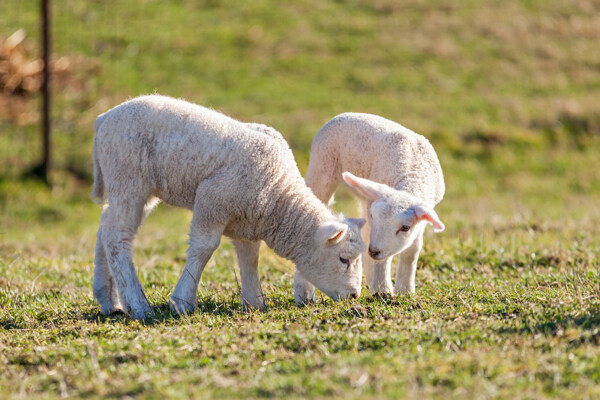 两只可爱的小绵羊图片