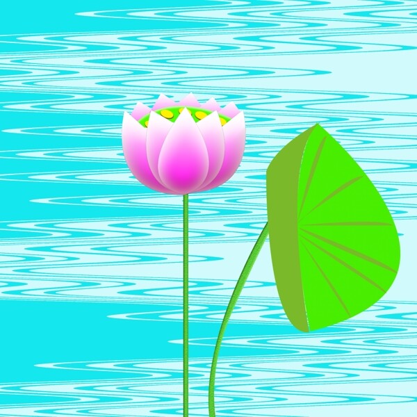 荷花