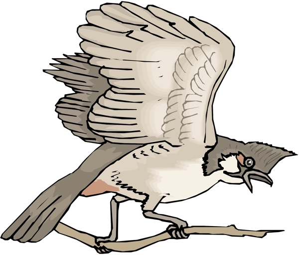 各種鳥類鳥動物矢量素材EPS格式0391