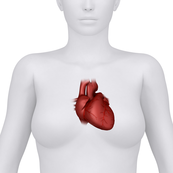 女性人体心脏器官图片