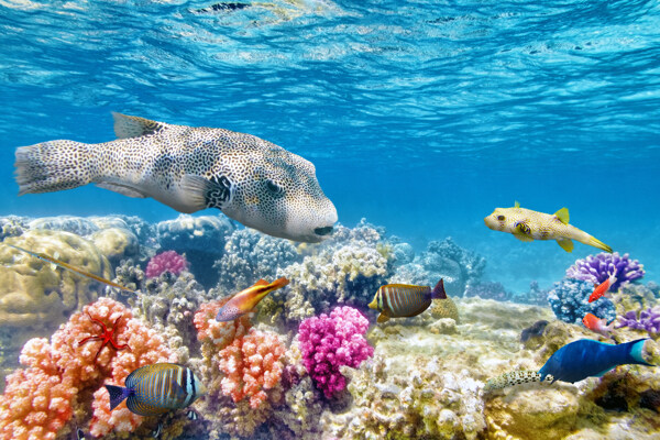彩色珊瑚与游动的鱼图片