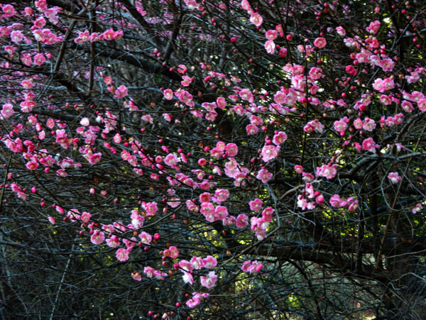 梅花