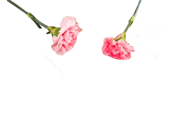 两朵粉色绽放花朵