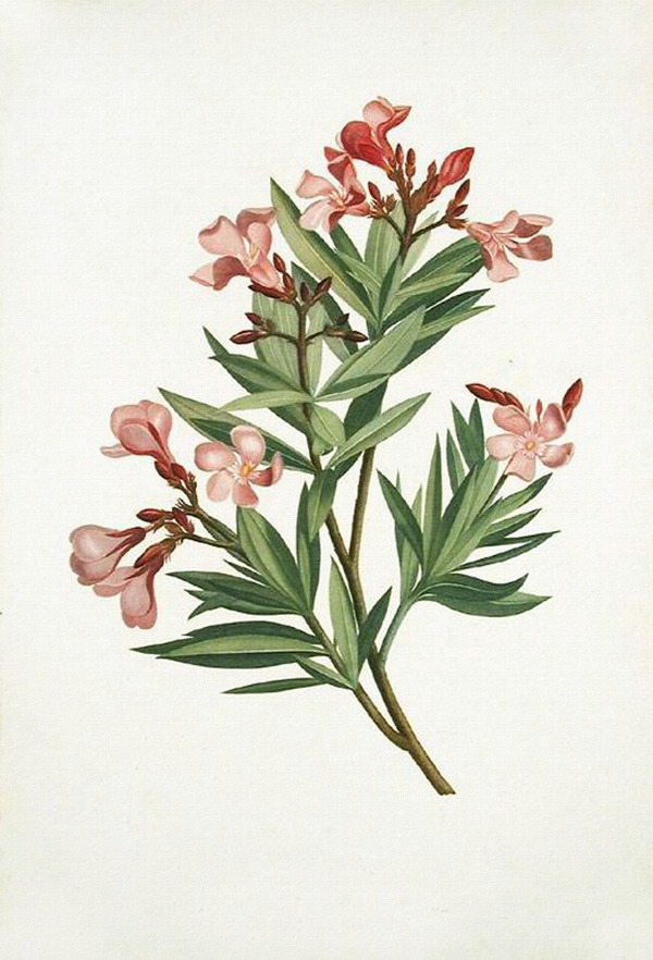 复古色调植物花朵绘画