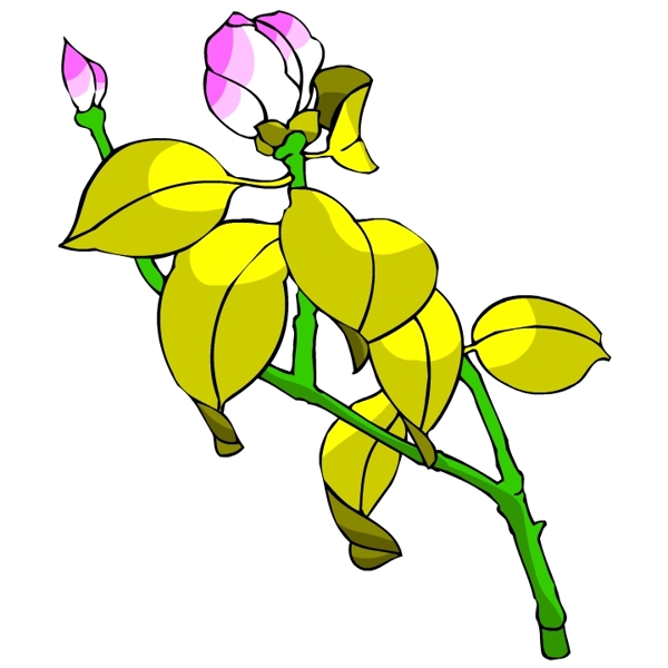 花卉古典插畫