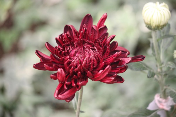 菊花圖片