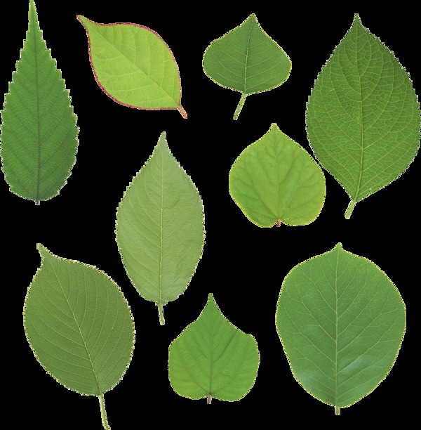 几片绿色树叶免抠png透明图层素材