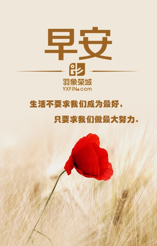 早安創(chuàng)意設(shè)計唯美玫瑰背景