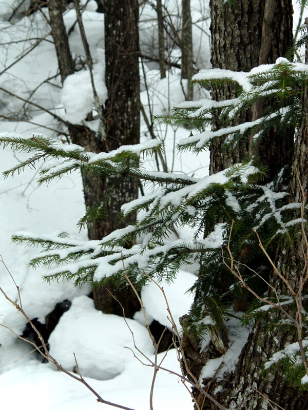 雪中青松圖片