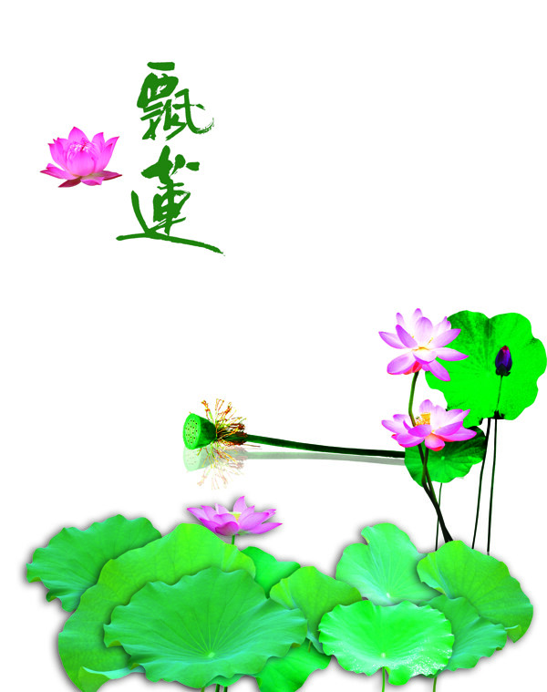 荷葉移門圖片