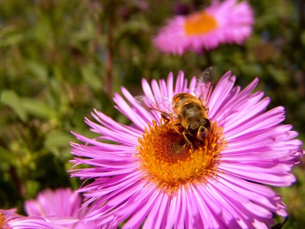 森林采花的蜜蜂图片