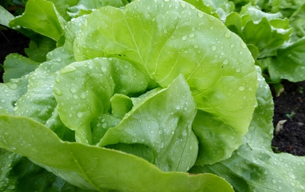 生菜